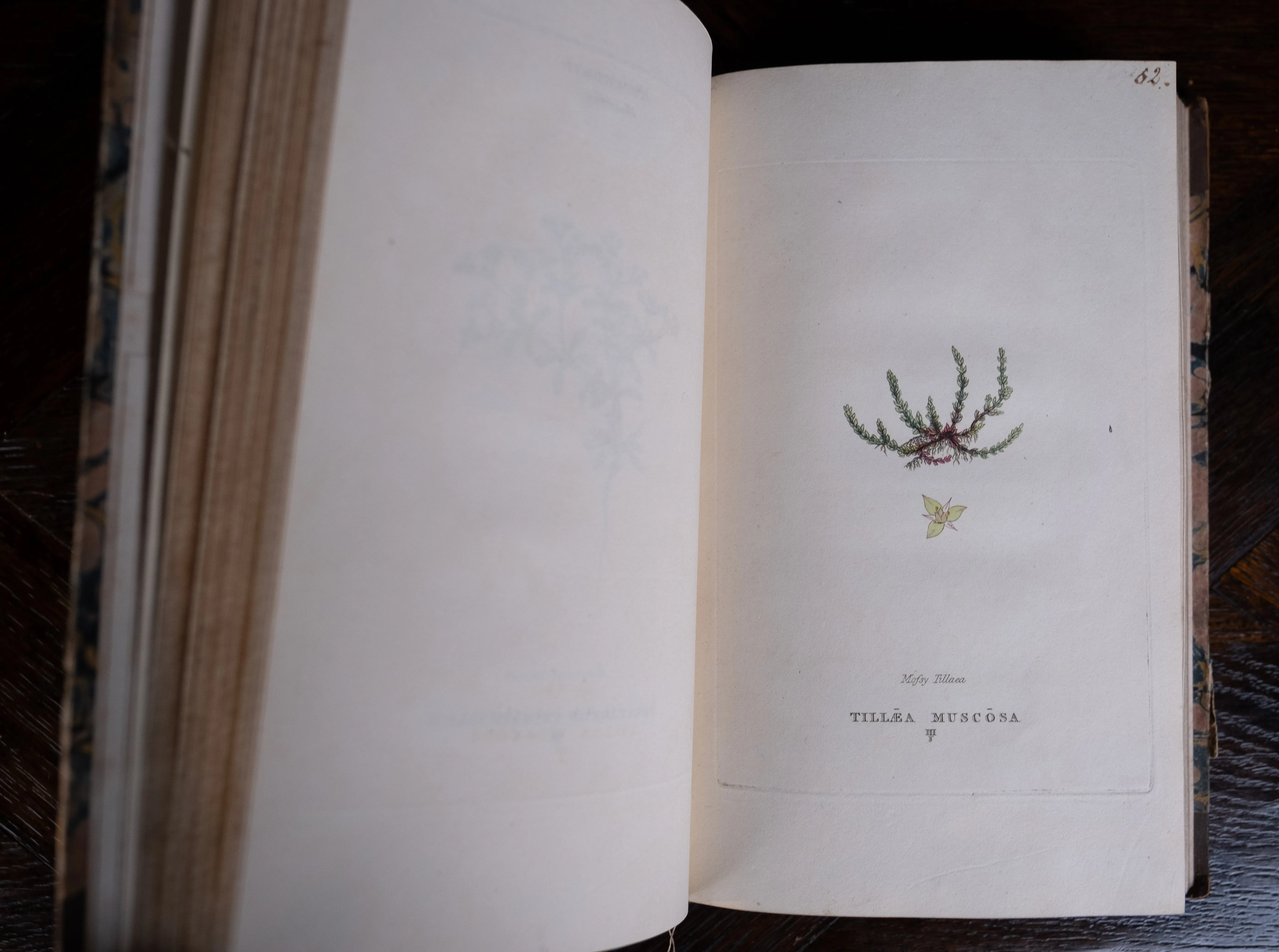 1816 The Class And Orders Of The Linnaean System Of Botany. First Edition.