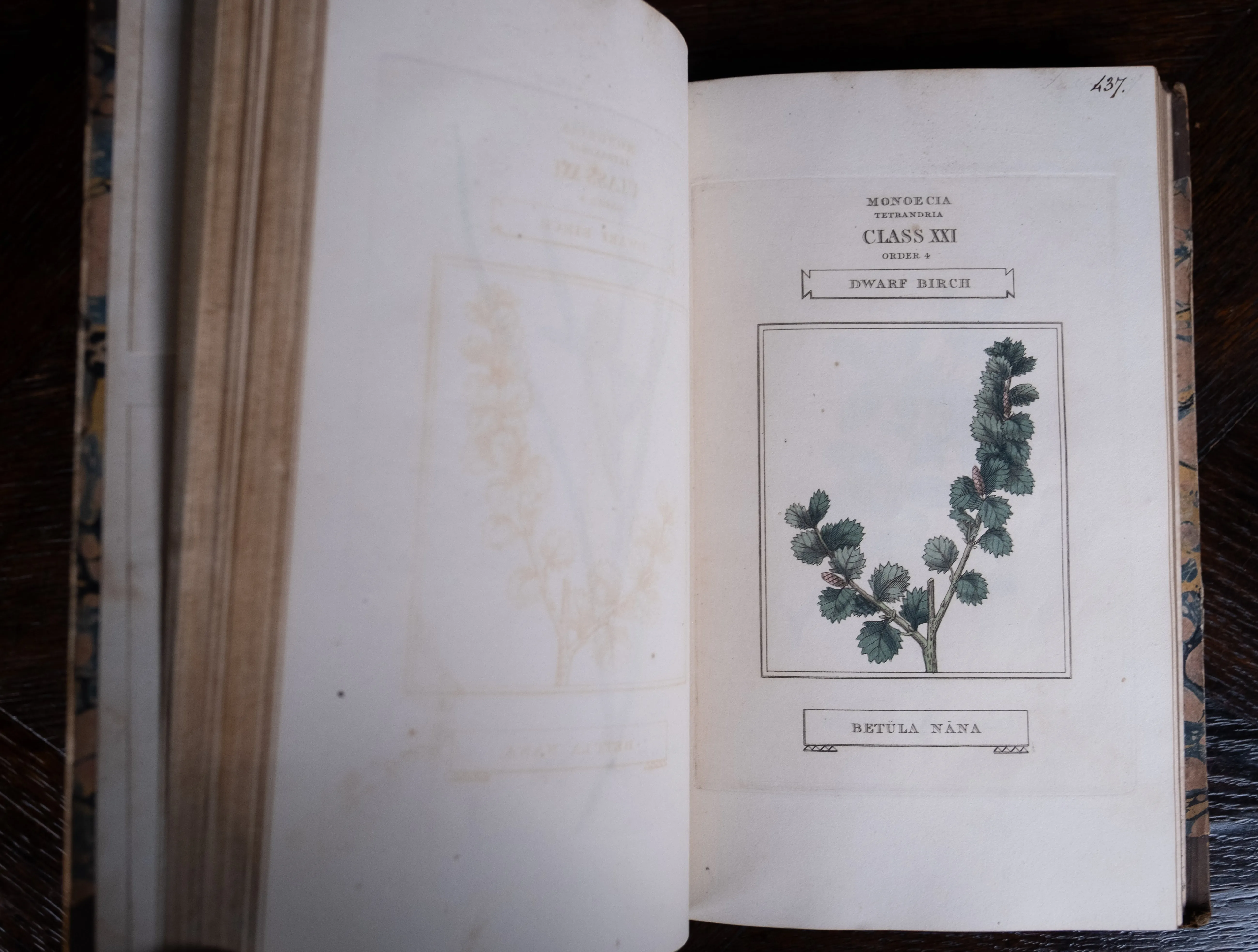 1816 The Class And Orders Of The Linnaean System Of Botany. First Edition.
