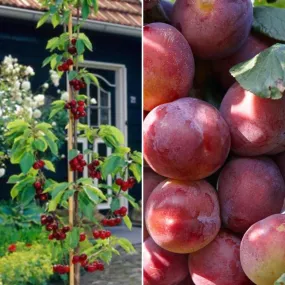 Cordon Cherry and Plum Trees | Perfect Partners