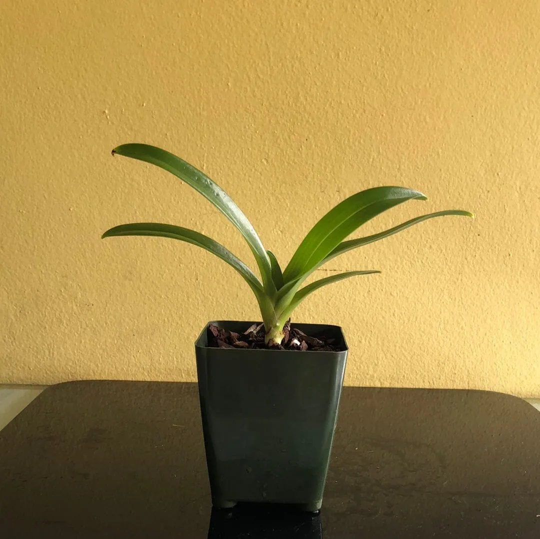 Paphiopedilum hirsutissimum var. esquirolei frm. album