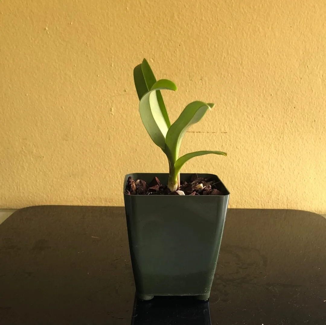 Paphiopedilum hirsutissimum var. esquirolei frm. album