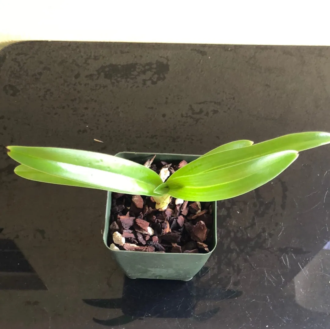 Paphiopedilum hirsutissimum var. esquirolei frm. album