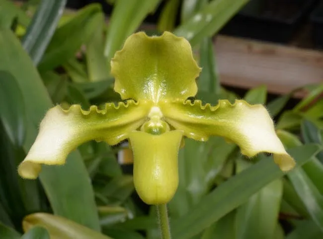 Paphiopedilum hirsutissimum var. esquirolei frm. album