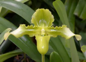Paphiopedilum hirsutissimum var. esquirolei frm. album