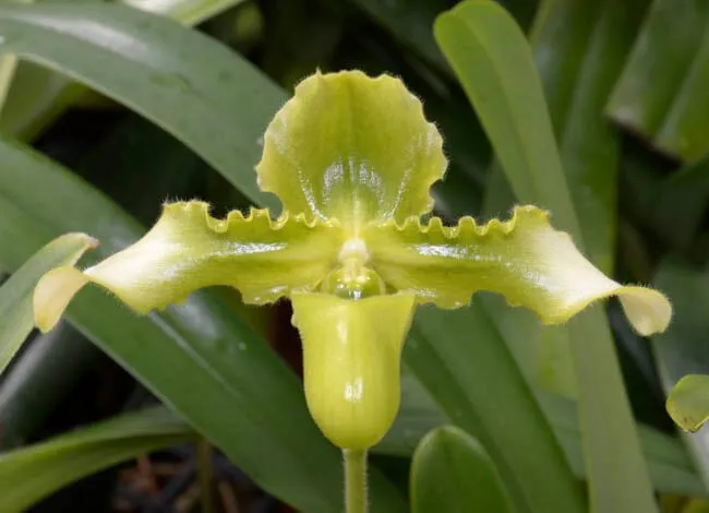 Paphiopedilum hirsutissimum var. esquirolei frm. album