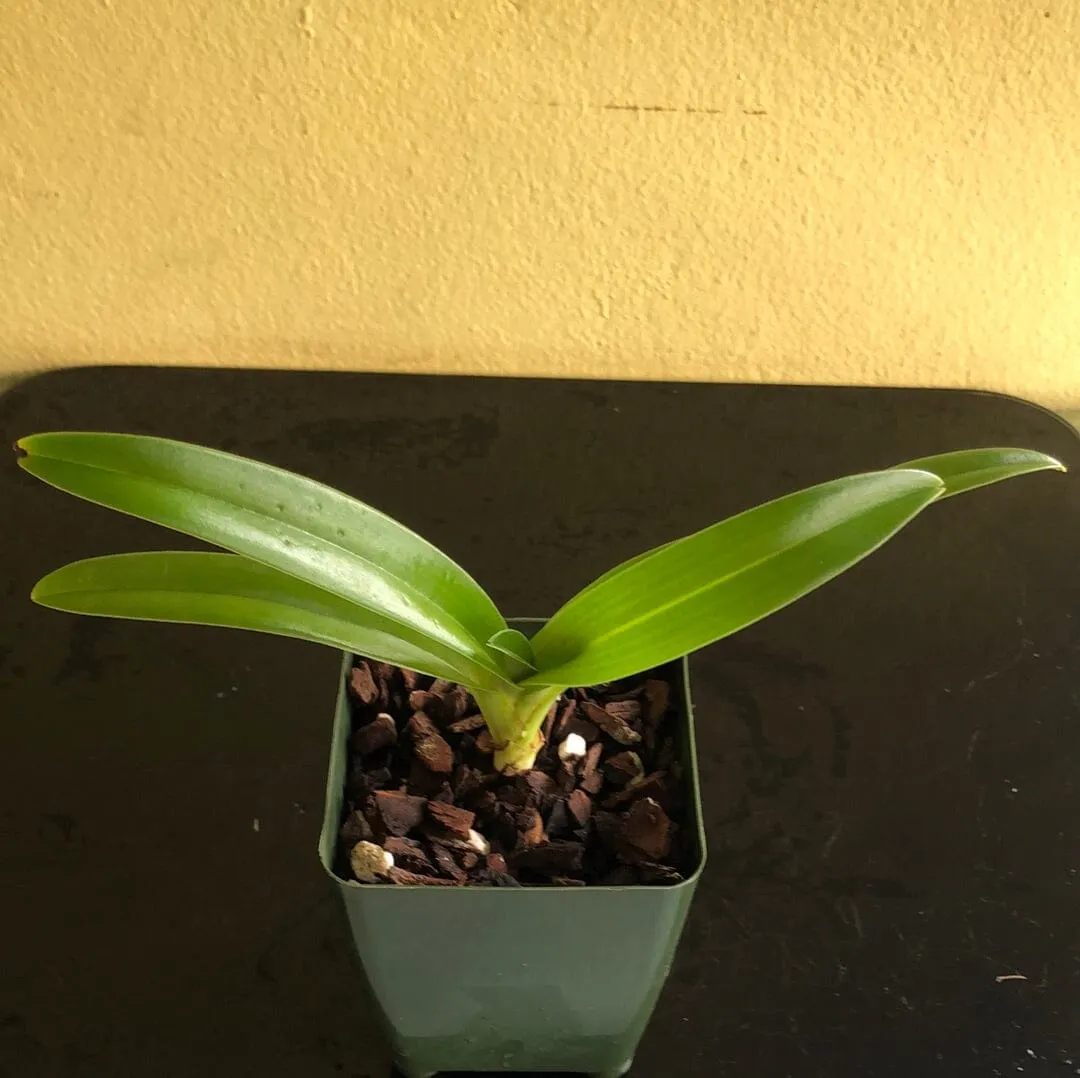 Paphiopedilum hirsutissimum var. esquirolei frm. album