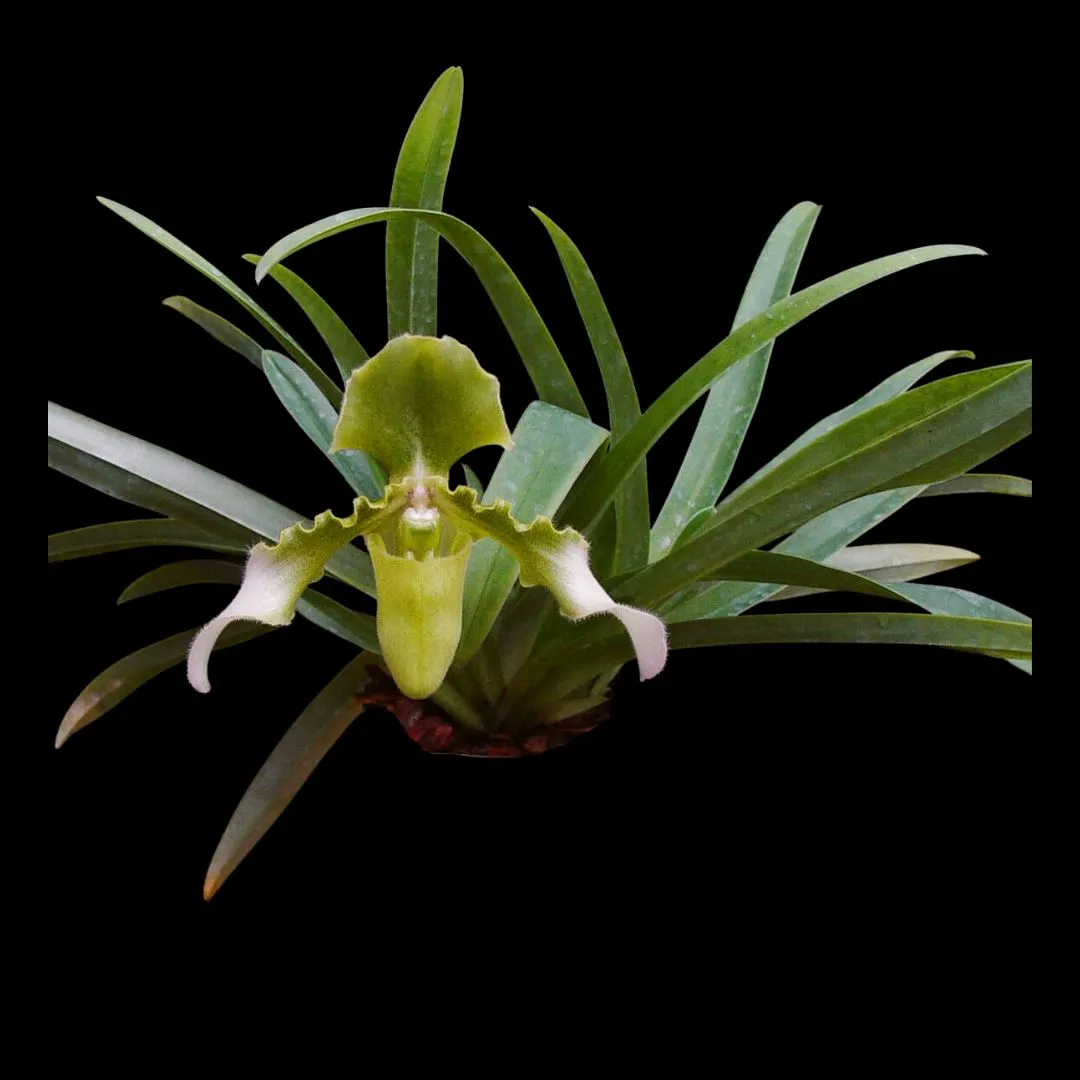 Paphiopedilum hirsutissimum var. esquirolei frm. album
