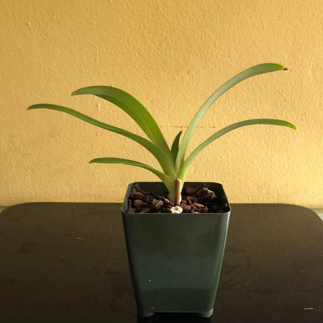 Paphiopedilum hirsutissimum var. esquirolei frm. album