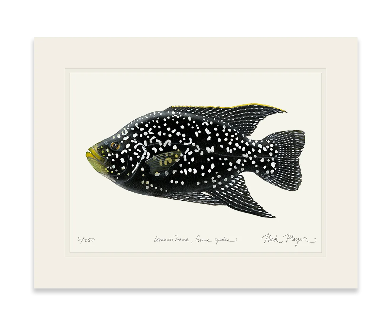 Starry Night Cichlid I Print