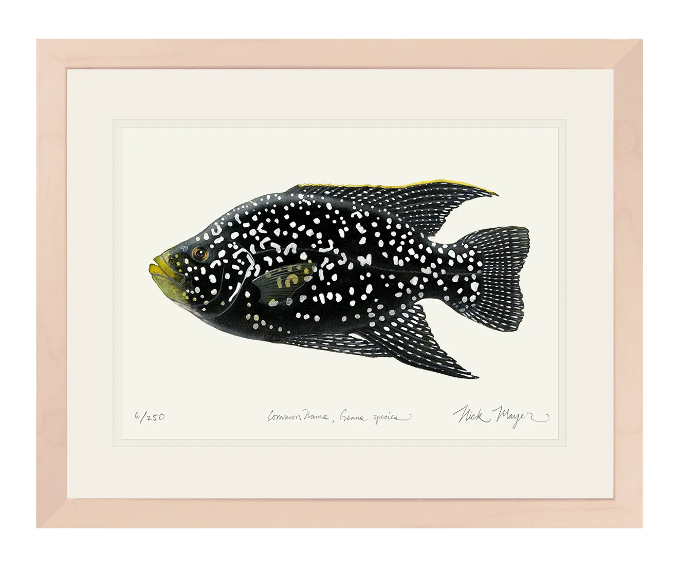 Starry Night Cichlid I Print