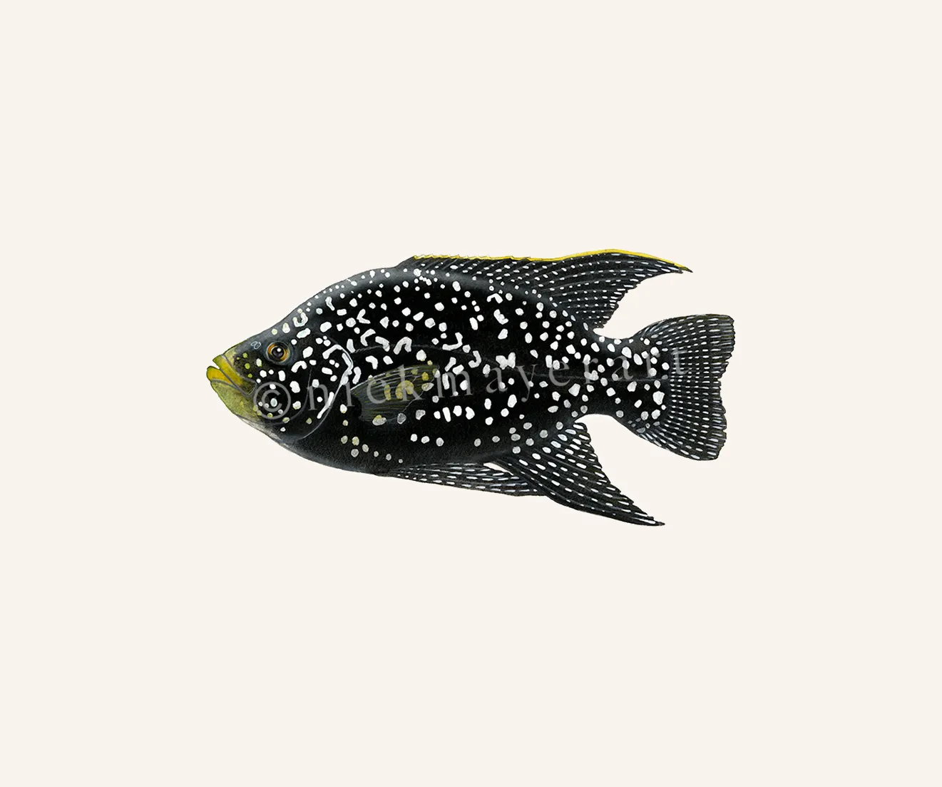 Starry Night Cichlid I Print