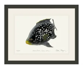 Starry Night Cichlid II Print